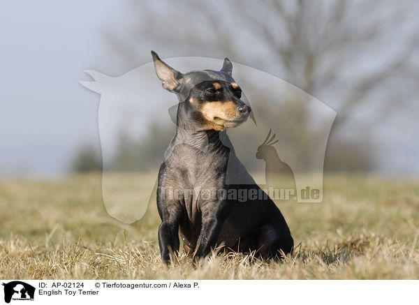 English Toy Terrier / AP-02124
