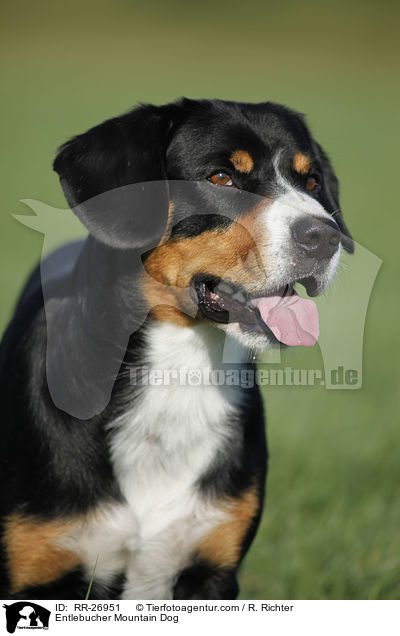 Entlebucher Mountain Dog / RR-26951