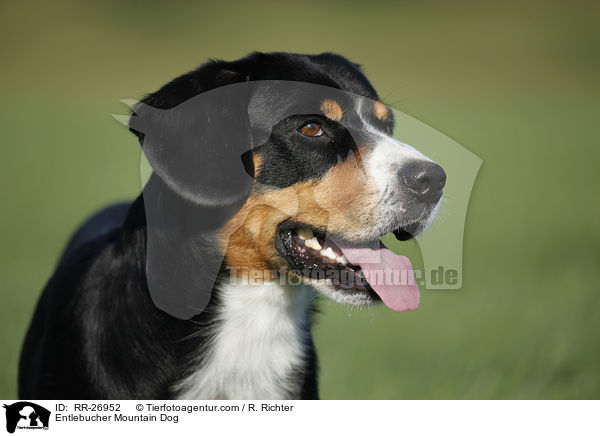 Entlebucher Mountain Dog / RR-26952
