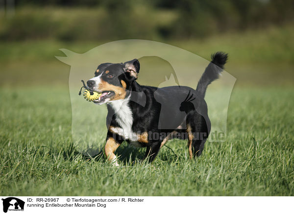 running Entlebucher Mountain Dog / RR-26967