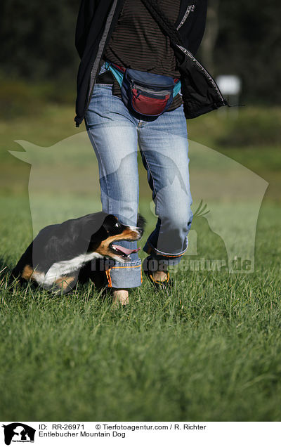 Entlebucher Sennenhund / Entlebucher Mountain Dog / RR-26971
