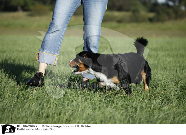 Entlebucher Mountain Dog / RR-26972