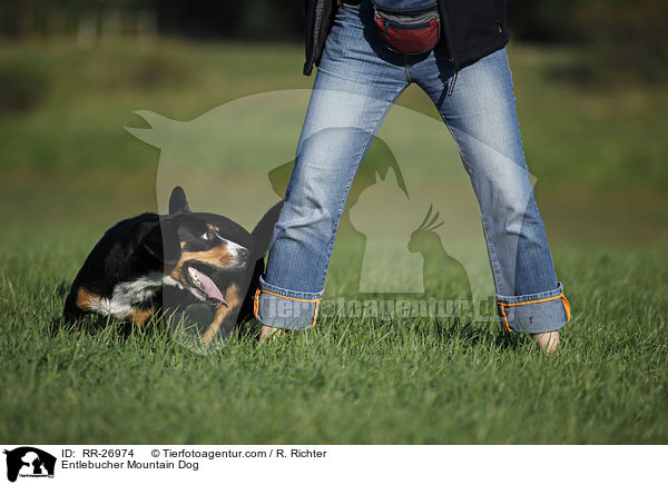 Entlebucher Sennenhund / Entlebucher Mountain Dog / RR-26974
