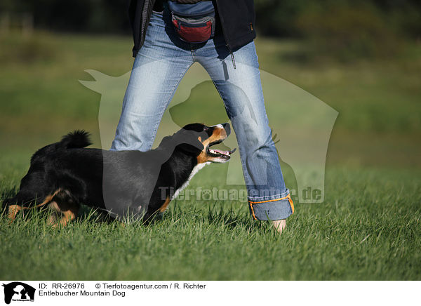 Entlebucher Sennenhund / Entlebucher Mountain Dog / RR-26976