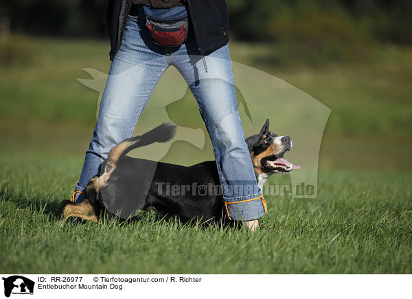 Entlebucher Sennenhund / Entlebucher Mountain Dog / RR-26977