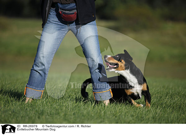 Entlebucher Sennenhund / Entlebucher Mountain Dog / RR-26978
