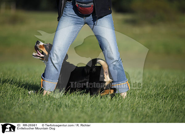 Entlebucher Sennenhund / Entlebucher Mountain Dog / RR-26981