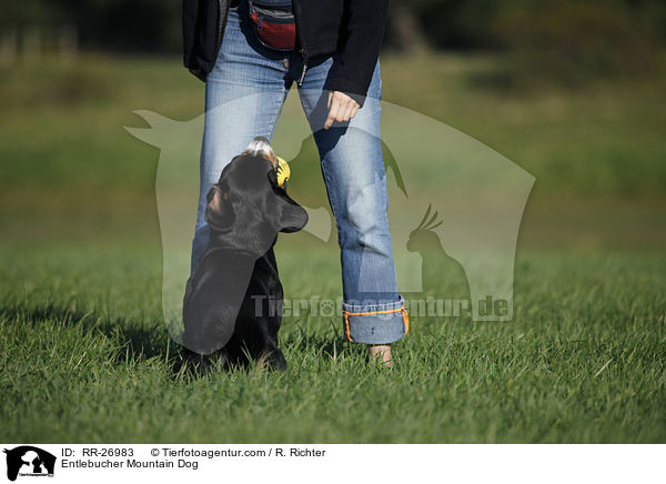 Entlebucher Mountain Dog / RR-26983