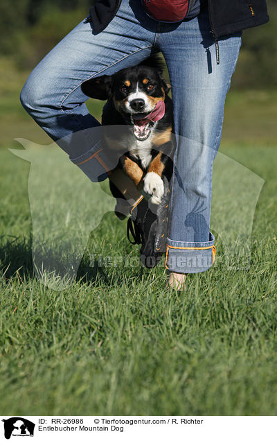 Entlebucher Mountain Dog / RR-26986