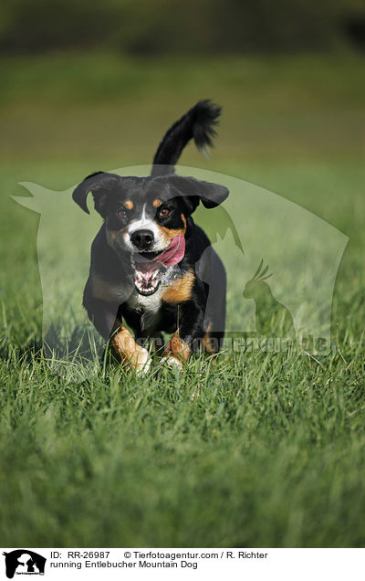 running Entlebucher Mountain Dog / RR-26987