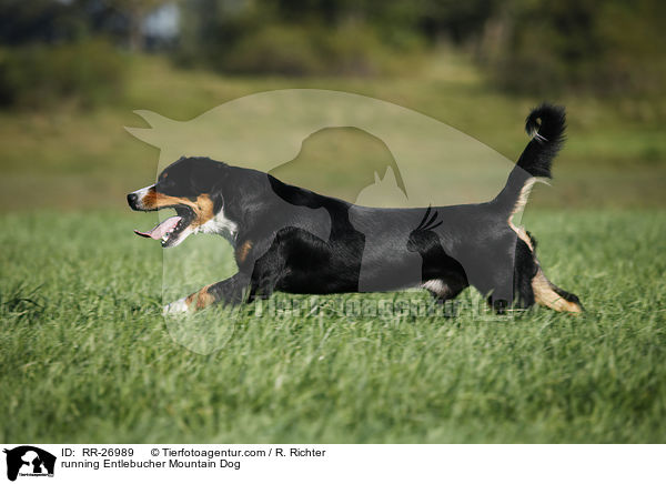running Entlebucher Mountain Dog / RR-26989