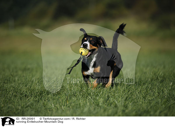 running Entlebucher Mountain Dog / RR-26991