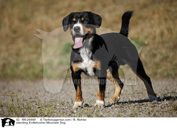 standing Entlebucher Mountain Dog / RR-26999