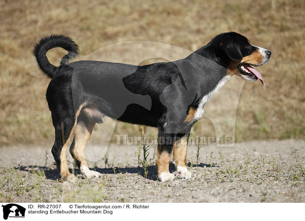 standing Entlebucher Mountain Dog / RR-27007