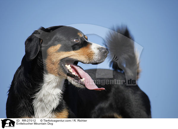 Entlebucher Mountain Dog / RR-27012