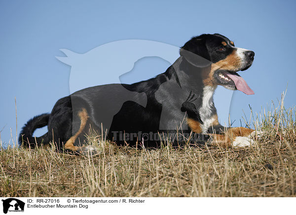 Entlebucher Mountain Dog / RR-27016