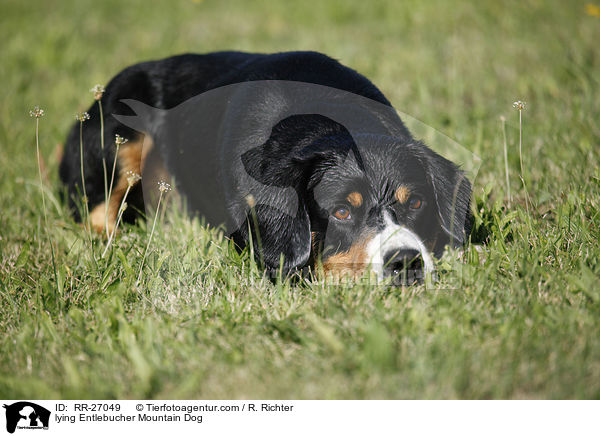 lying Entlebucher Mountain Dog / RR-27049