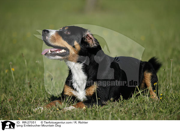 lying Entlebucher Mountain Dog / RR-27051