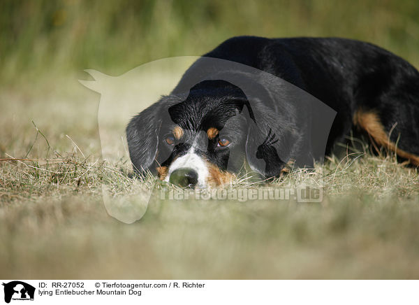 lying Entlebucher Mountain Dog / RR-27052