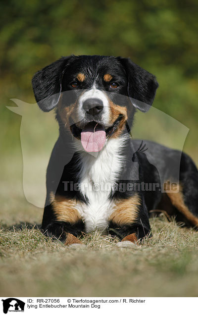 lying Entlebucher Mountain Dog / RR-27056