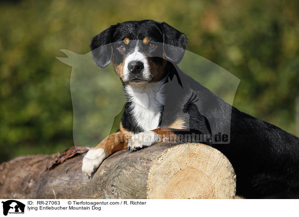 lying Entlebucher Mountain Dog / RR-27063