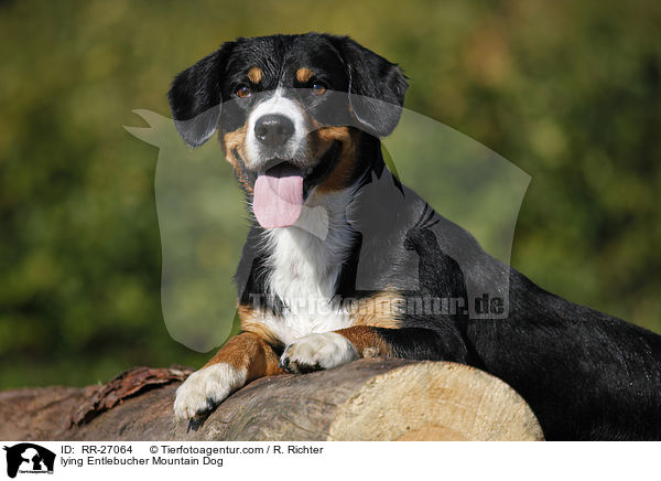 lying Entlebucher Mountain Dog / RR-27064
