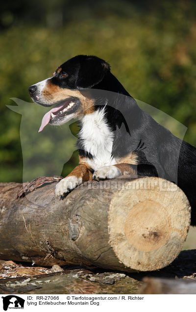 lying Entlebucher Mountain Dog / RR-27066
