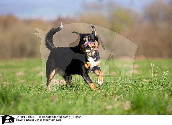 playing Entlebucher Mountain Dog / IPI-01937