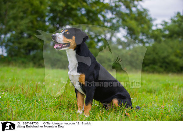 sitting Entlebucher Mountain Dog / SST-14733