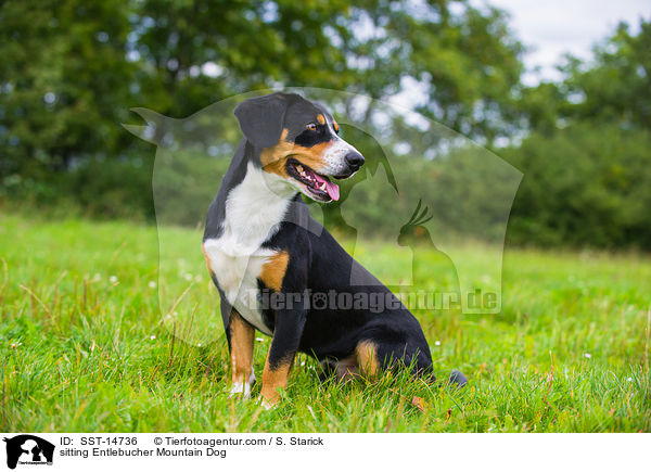 sitting Entlebucher Mountain Dog / SST-14736