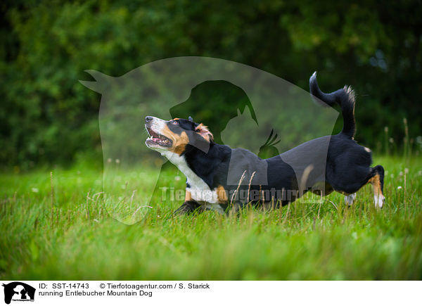 running Entlebucher Mountain Dog / SST-14743