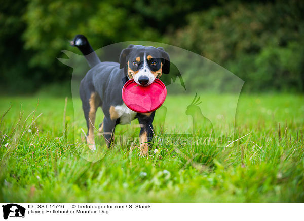 playing Entlebucher Mountain Dog / SST-14746
