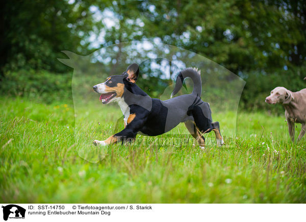 running Entlebucher Mountain Dog / SST-14750