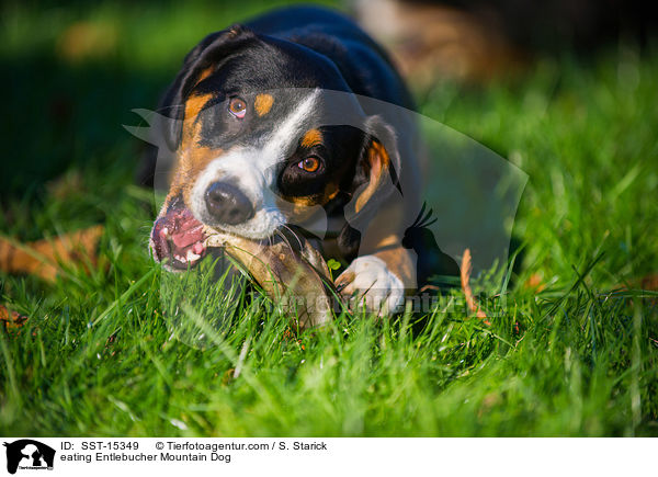 eating Entlebucher Mountain Dog / SST-15349