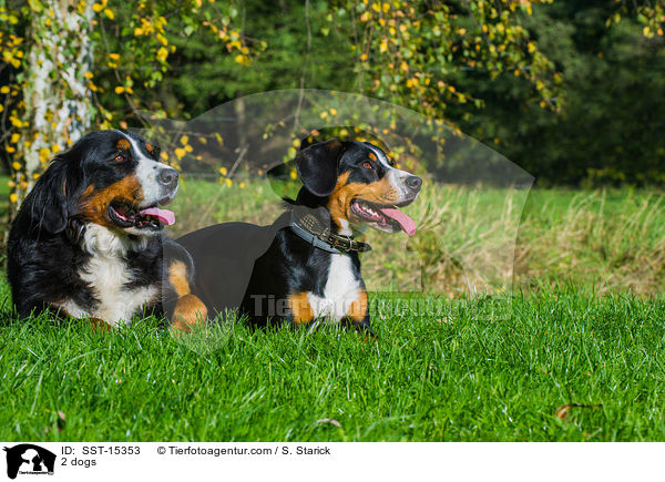 2 dogs / SST-15353