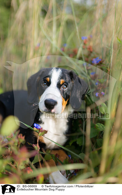 Entlebucher Mountain Dog Puppy / BS-06669