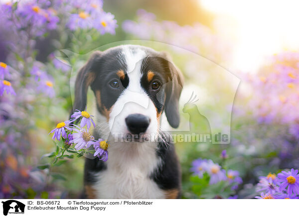 Entlebucher Mountain Dog Puppy / BS-06672