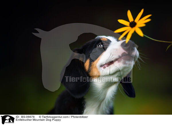 Entlebucher Mountain Dog Puppy / BS-06678