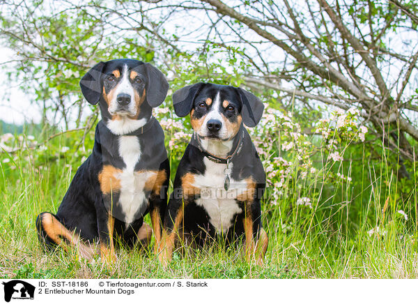 2 Entlebucher Mountain Dogs / SST-18186