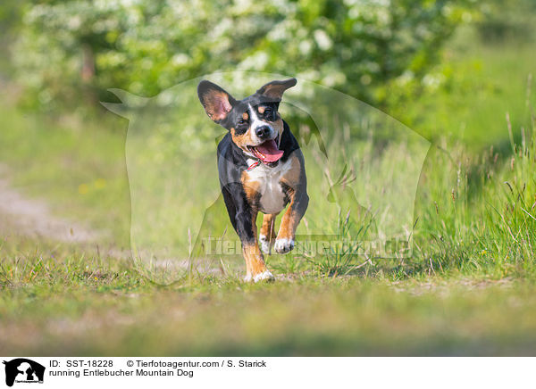 running Entlebucher Mountain Dog / SST-18228