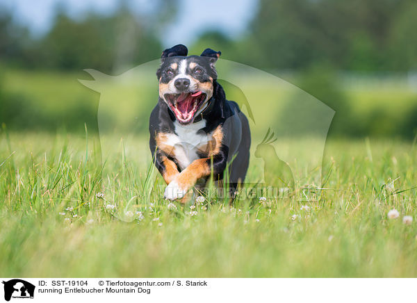 running Entlebucher Mountain Dog / SST-19104