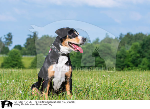 sitting Entlebucher Mountain Dog / SST-19105