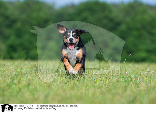 running Entlebucher Mountain Dog / SST-19113