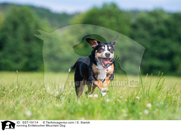 running Entlebucher Mountain Dog / SST-19114