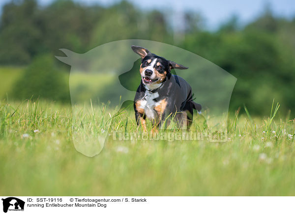 running Entlebucher Mountain Dog / SST-19116