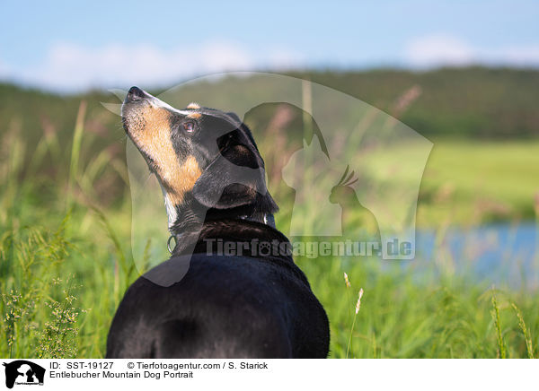 Entlebucher Mountain Dog Portrait / SST-19127