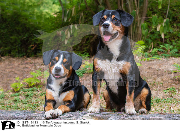 two Entlebucher Mountain Dogs / SST-19133