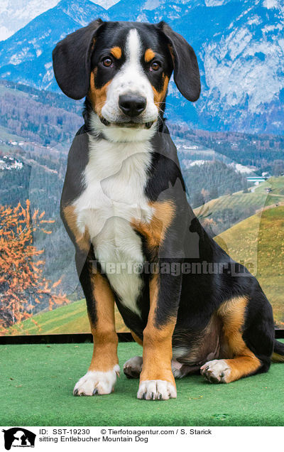 sitting Entlebucher Mountain Dog / SST-19230