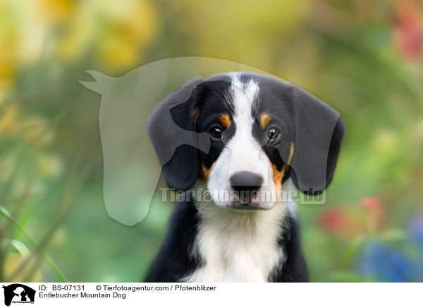 Entlebucher Mountain Dog / BS-07131