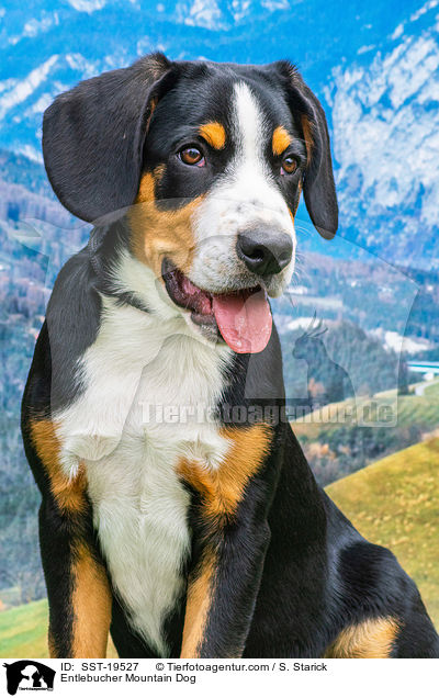 Entlebucher Mountain Dog / SST-19527